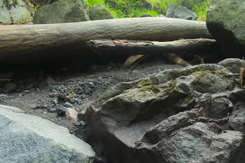 Fallen Tree and Rocks in Forest Stock Photos