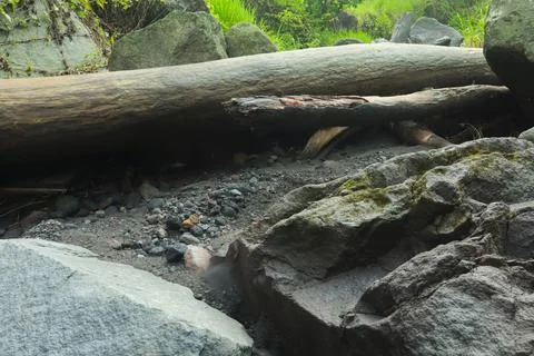 Fallen Tree and Rocks in Forest Stock Photos