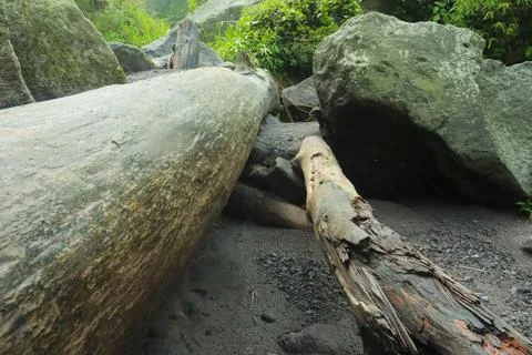 Fallen Tree and Rocks in Forest Stock Photos