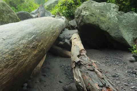 Fallen Tree and Rocks in Forest Stock Photos