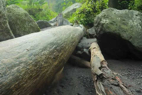 Fallen Tree and Rocks in Forest Stock Photos