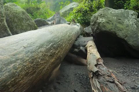 Fallen Tree and Rocks in Forest Stock Photos