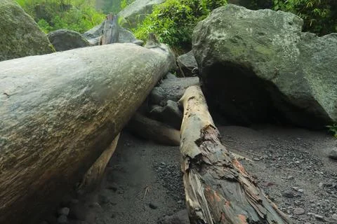 Fallen Tree and Rocks in Forest Stock Photos