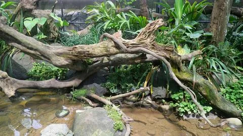 Fallen tree and rocks in a forest stream with green plants Stock Photos