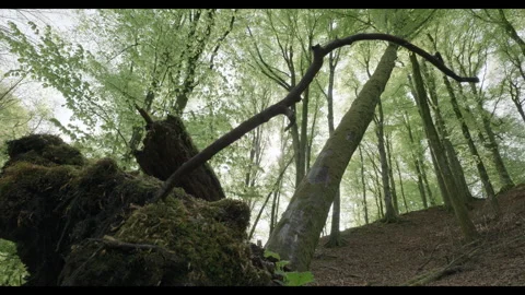 Fallen tree and spring foliage in lush Swedish forest Stock Footage 308299307