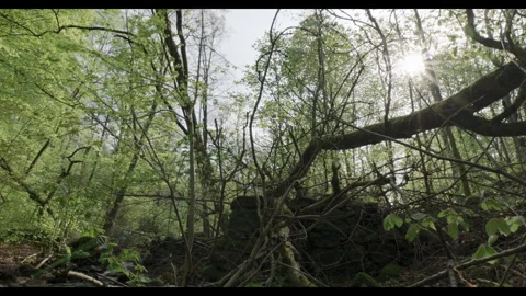Fallen tree and spring foliage in lush Swedish forest Stock Footage 308303734