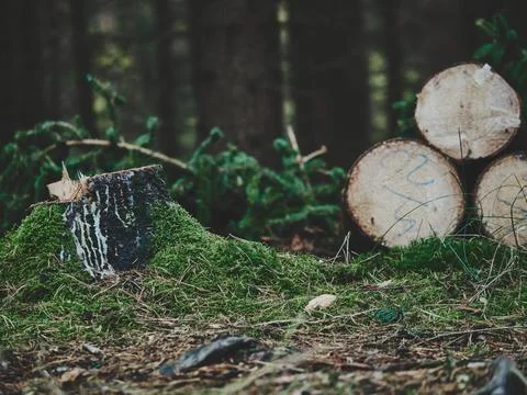 Fallen Tree and Stacked Logs on Forest Floor with Blurred Background Stock Photos