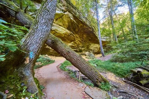 Fallen Tree Arch on Forest Trail Hocking Hills Walkthrough Foto stock