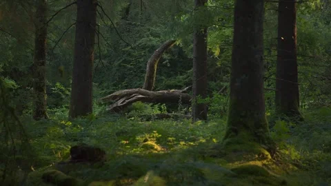 Fallen Tree Arch In Quiet Forest at Dawn 4K Stock Footage 341680854