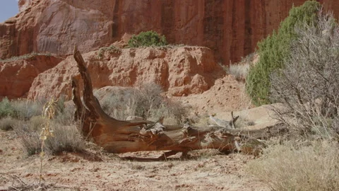 Fallen tree in arid desert landscape of Escalante Utah shows brutal desert life Видео 248580947