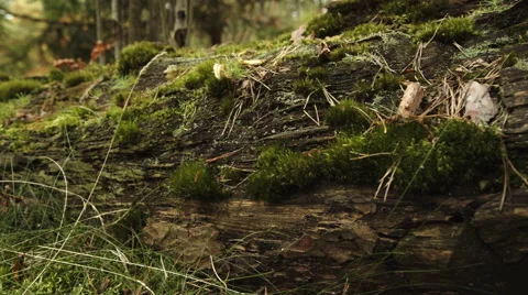 Fallen tree in the autumn forest Stock Footage 54227736