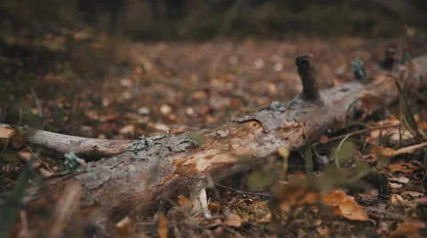 Fallen tree in the autumn forest Stock-Footage 54228912