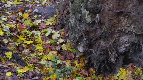 Fallen tree in autumn forest Stock Footage 259652181