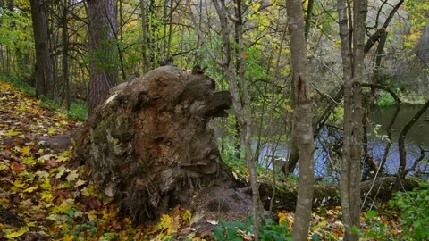 Fallen tree in autumn forest Stock Footage 259652636