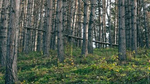 Fallen tree in an autumn forest Stock Photos
