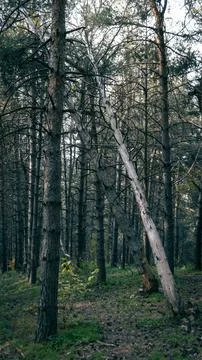 Fallen tree in an autumn forest Stock Photos