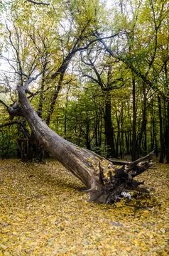Fallen Tree in Autumn Forest Stock Photos