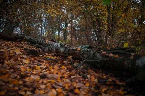 Fallen Tree in Autumn Stock Photos