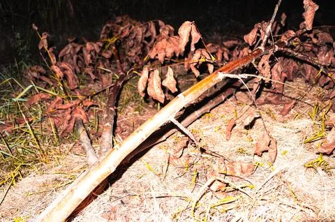Fallen tree in autumn Stock Photos