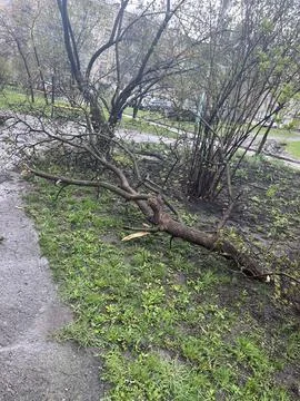 Fallen Tree with Bare Branches on Grassy Ground After Storm Stock Photos
