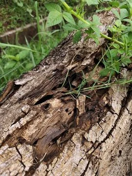 Fallen Tree Bark on Grass Stock Photos