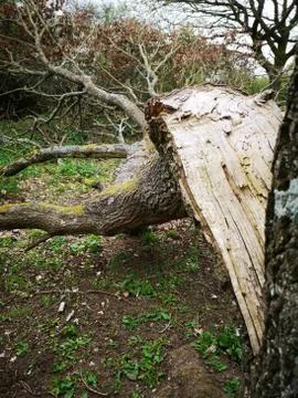 Fallen Tree Bark Stock Photos