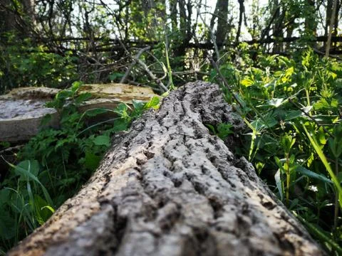 Fallen Tree Bark Photos