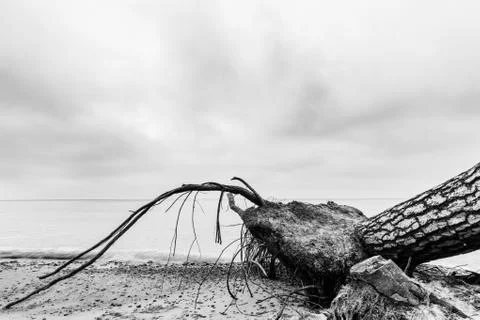 Fallen tree on the beach after storm. Sea black and white 스톡 사진