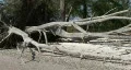 Fallen Tree On Beach HD Footage