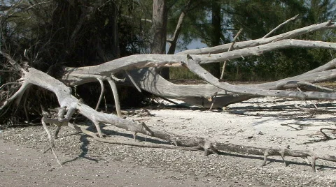 Fallen Tree On Beach Stock-Footage 312494