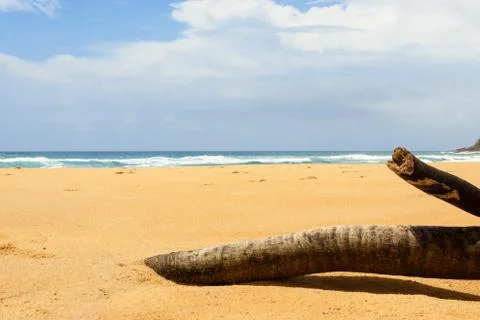 The fallen tree on the beach Stock Photos