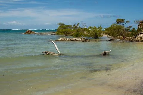 Fallen Tree at Beach Stock Photos