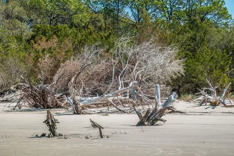 Fallen tree on the beach Stock Photos