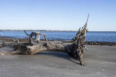 Fallen tree on the beach Stock Photos