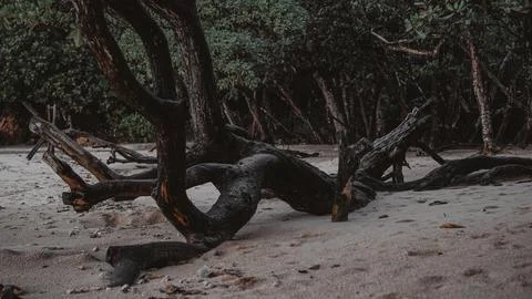 Fallen tree on the beach Stock Photos