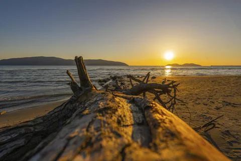 Fallen tree on the beach at the sunset Stock Photos