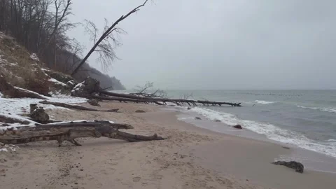 Fallen tree on beach in winter in Babie Doły, Gdynia, Poland Stock Footage 258882465