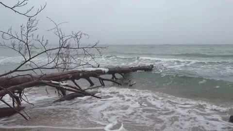 Fallen tree on beach in winter in Babie Doły, Gdynia, Poland Stock Footage 258882706