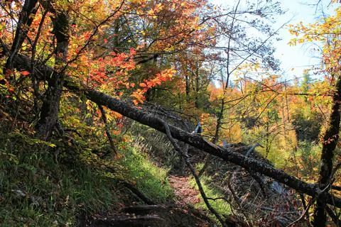 Fallen tree in a beautiful forest. Stock Photos