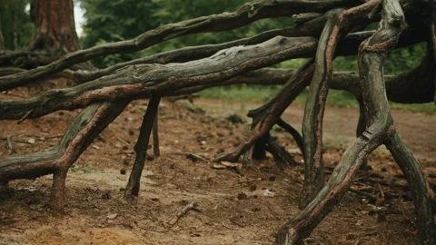 Fallen tree in the beautiful forest. Wooden snag in the park. Nature view Видео 252697441
