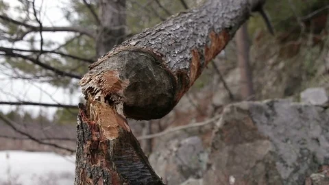 Fallen Tree from Beaver Stock Footage 79584443