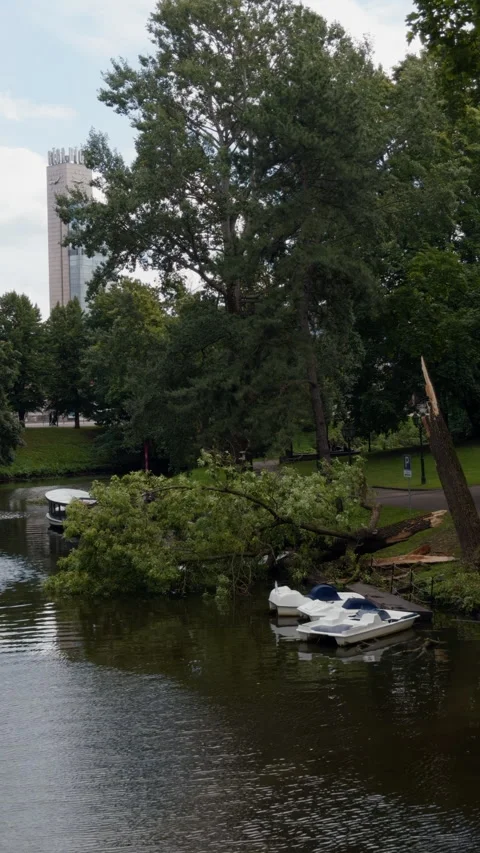 Fallen tree beside calm park lake with moored pedal boats and distant clock Stock Footage 344967888