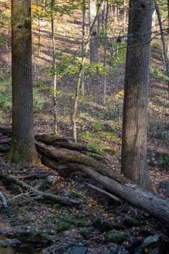 Fallen tree between two tall trunks of upright trees in the woods Stock Photos