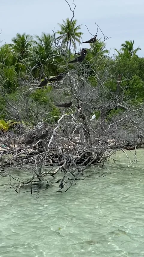 Fallen tree with birds on a paradise lagoon in Rangiroa Stock-Footage 344426972