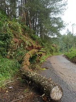 A fallen tree blocked part of the road Stock Photos