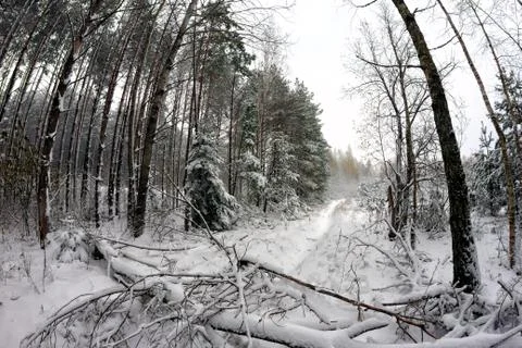 Fallen tree blocked the path in the forest Фото