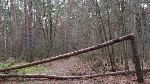 A fallen tree blocked the road in the forest. Stock Footage 120187909