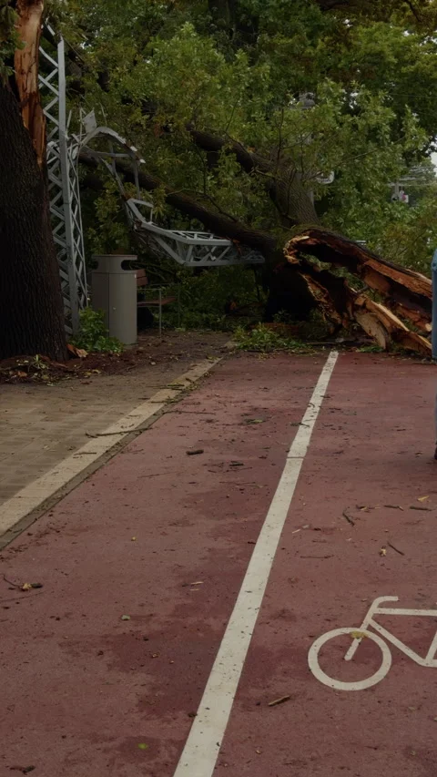Fallen tree blocking bicycle lane after storm damage in urban park with broken Stock Footage 345532529