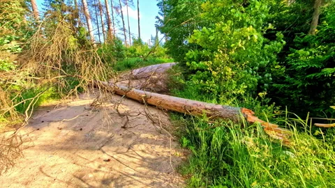 Fallen tree blocking forest dirt road after stormy weather in countryside Video stock 316575167