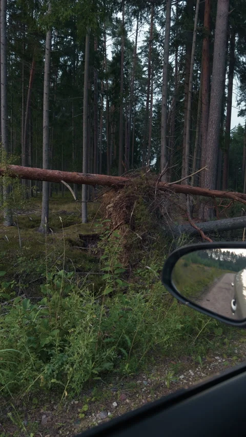 Fallen tree blocking forest road beside tall pine trunks and exposed roots after Stock Footage 345526967